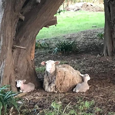 Appartamento Langleys Port Campbell Hobby Farm Esterno foto
