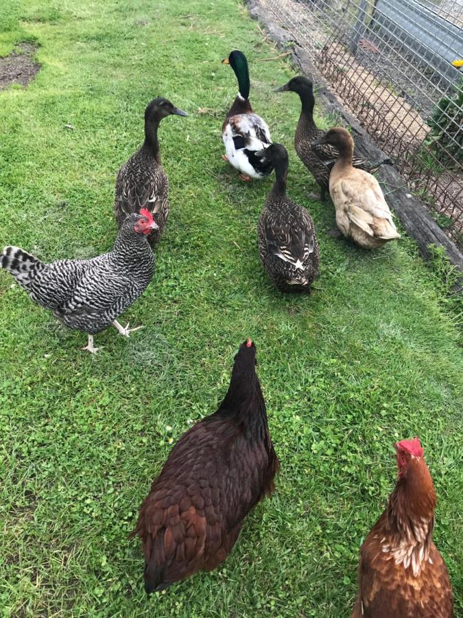 Appartamento Langleys Port Campbell Hobby Farm Esterno foto