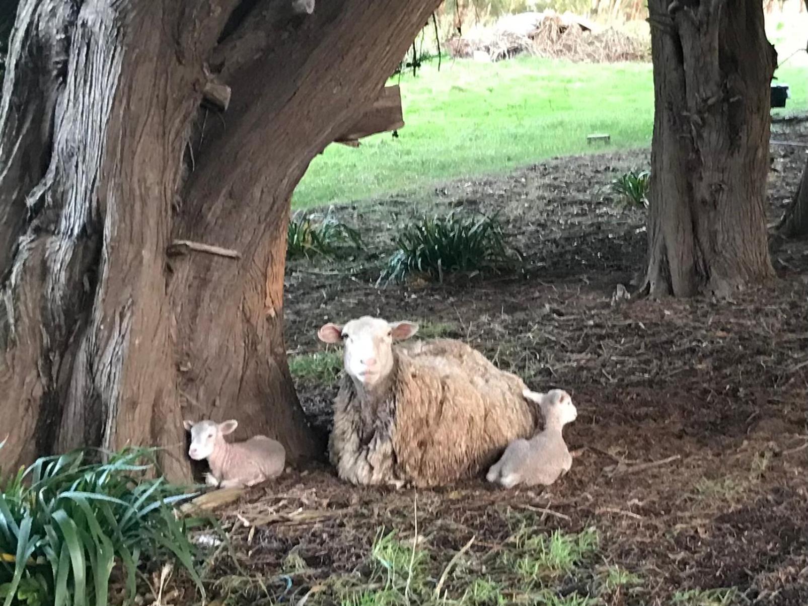 Appartamento Langleys Port Campbell Hobby Farm Esterno foto